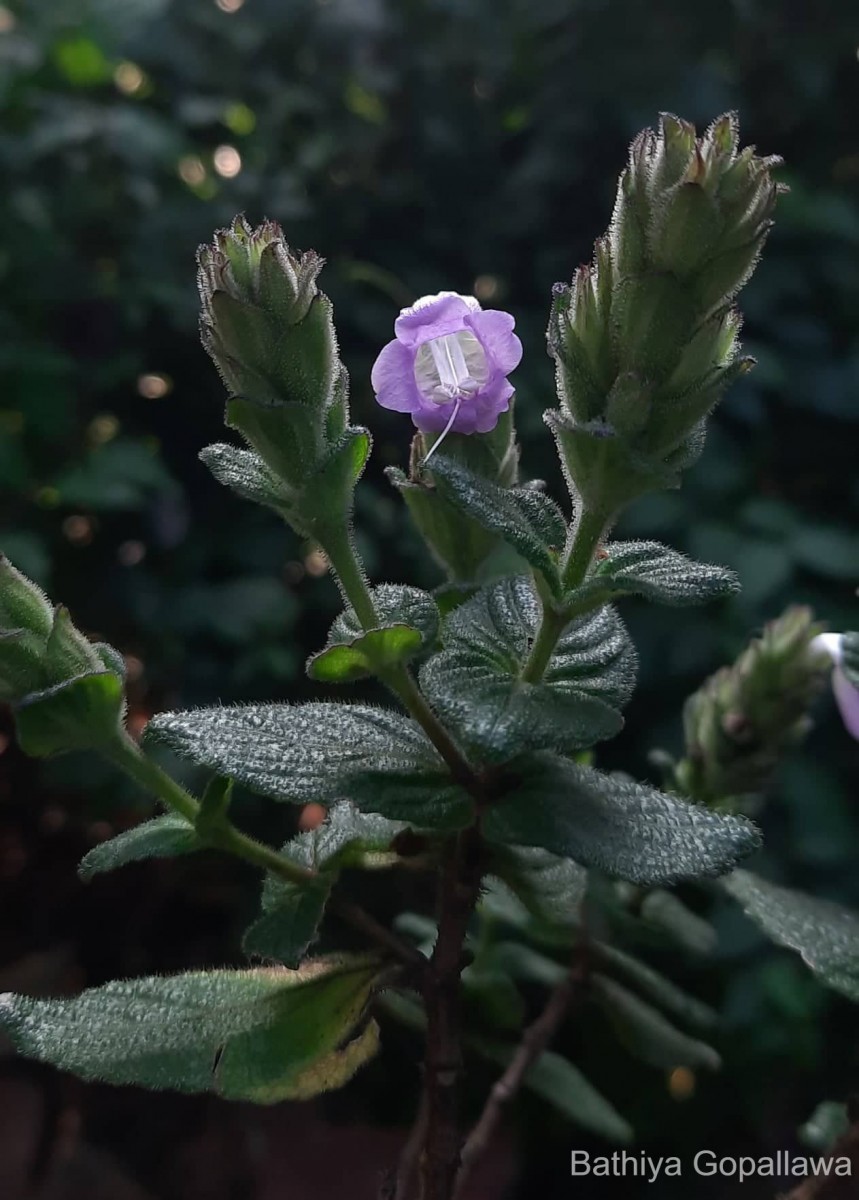 Strobilanthes gardneriana (Nees) T.Anderson